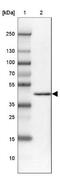 DEAF1 Transcription Factor antibody, NBP2-47489, Novus Biologicals, Western Blot image 