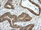 Transforming Acidic Coiled-Coil Containing Protein 3 antibody, LS-C115276, Lifespan Biosciences, Immunohistochemistry frozen image 