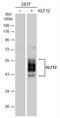 Kruppel Like Factor 12 antibody, NBP2-17068, Novus Biologicals, Western Blot image 