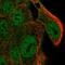 SL9A4 antibody, HPA036096, Atlas Antibodies, Immunocytochemistry image 