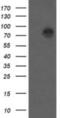 Catenin Beta 1 antibody, NBP2-46400, Novus Biologicals, Western Blot image 