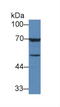 Transforming Growth Factor Beta 3 antibody, abx132087, Abbexa, Western Blot image 