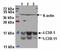 Microtubule Associated Protein 1 Light Chain 3 Beta antibody, ab48394, Abcam, Western Blot image 