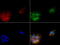 Serpin B4 antibody, LS-C799206, Lifespan Biosciences, Immunofluorescence image 