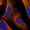 Carboxypeptidase M antibody, NBP1-87403, Novus Biologicals, Immunofluorescence image 