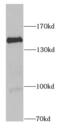 Ras-GRF1 antibody, FNab07131, FineTest, Western Blot image 