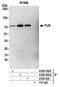 FUS RNA Binding Protein antibody, A300-302A, Bethyl Labs, Immunoprecipitation image 