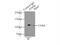 Adenosine Deaminase RNA Specific antibody, 14330-1-AP, Proteintech Group, Immunoprecipitation image 