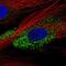 Collagen Type I Alpha 2 Chain antibody, NBP2-58529, Novus Biologicals, Immunofluorescence image 