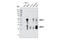 BCL2 Interacting Protein 3 antibody, 3769S, Cell Signaling Technology, Western Blot image 