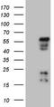 Photoreceptor-specific nuclear receptor antibody, CF806271, Origene, Western Blot image 