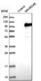 MAGE Family Member D4B antibody, HPA003554, Atlas Antibodies, Western Blot image 