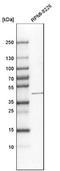 Neuraminidase 1 antibody, NBP1-87755, Novus Biologicals, Western Blot image 