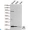 RAB2A, Member RAS Oncogene Family antibody, LS-C814113, Lifespan Biosciences, Western Blot image 