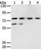 Transmembrane Serine Protease 7 antibody, PA5-50776, Invitrogen Antibodies, Western Blot image 