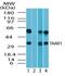 Ta1 antibody, NBP2-24714, Novus Biologicals, Western Blot image 