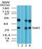 Trace Amine Associated Receptor 1 antibody, NBP2-24714, Novus Biologicals, Western Blot image 