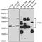 SHC Adaptor Protein 1 antibody, STJ110036, St John