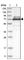 Tripartite Motif Containing 16 antibody, HPA023623, Atlas Antibodies, Western Blot image 