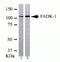 Protein Tyrosine Kinase 2 antibody, 39-6500, Invitrogen Antibodies, Western Blot image 