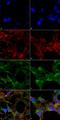 Acrolein antibody, LS-C775557, Lifespan Biosciences, Immunocytochemistry image 