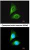 Serine/Threonine Kinase 24 antibody, NBP1-31575, Novus Biologicals, Immunocytochemistry image 