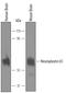 Neuroplastin antibody, AF5360, R&D Systems, Western Blot image 