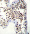 Luteinizing Hormone Beta Polypeptide antibody, 63-319, ProSci, Immunohistochemistry frozen image 