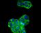 Sirtuin 2 antibody, A00433, Boster Biological Technology, Immunocytochemistry image 