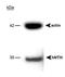 Nth Like DNA Glycosylase 1 antibody, GTX30397, GeneTex, Western Blot image 