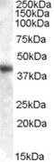 Glutamic-Oxaloacetic Transaminase 1 antibody, MBS420584, MyBioSource, Western Blot image 