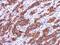 Galectin 4 antibody, PA5-34913, Invitrogen Antibodies, Immunohistochemistry frozen image 