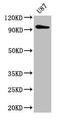 Tubulin Tyrosine Ligase Like 6 antibody, CSB-PA818727LA01HU, Cusabio, Western Blot image 