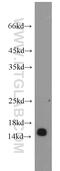 RNA Polymerase II Subunit I antibody, 17270-1-AP, Proteintech Group, Western Blot image 