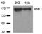 Mitogen-Activated Protein Kinase Kinase Kinase 5 antibody, AP02662PU-S, Origene, Western Blot image 