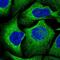 GYS antibody, NBP2-34071, Novus Biologicals, Immunofluorescence image 