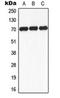 Ribosomal Protein S6 Kinase B1 antibody, orb224000, Biorbyt, Western Blot image 