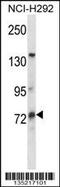 PWWP Domain Containing 3B antibody, 58-149, ProSci, Western Blot image 