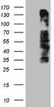 Oxidative Stress Induced Growth Inhibitor Family Member 2 antibody, LS-C791841, Lifespan Biosciences, Western Blot image 