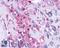 KISS1 Receptor antibody, LS-A1927, Lifespan Biosciences, Immunohistochemistry paraffin image 