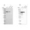 G Protein Nucleolar 1 (Putative) antibody, NBP2-54938, Novus Biologicals, Western Blot image 