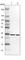 Thioredoxin Domain Containing 9 antibody, HPA031845, Atlas Antibodies, Western Blot image 