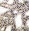 Eukaryotic Translation Initiation Factor 4E Binding Protein 1 antibody, LS-C335879, Lifespan Biosciences, Immunohistochemistry frozen image 