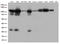 TFIIIC90 antibody, LS-C793063, Lifespan Biosciences, Western Blot image 