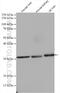 Nitrilase Family Member 2 antibody, 16438-1-AP, Proteintech Group, Western Blot image 