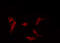 Component Of Inhibitor Of Nuclear Factor Kappa B Kinase Complex antibody, GTX52309, GeneTex, Immunofluorescence image 