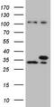 WD Repeat Domain 61 antibody, TA807588, Origene, Western Blot image 