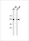 RUNX Family Transcription Factor 3 antibody, 57-901, ProSci, Western Blot image 