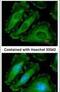 NLR Family Pyrin Domain Containing 2 antibody, PA5-29196, Invitrogen Antibodies, Immunofluorescence image 