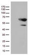 Mothers against decapentaplegic homolog 1 antibody, CF507243, Origene, Western Blot image 